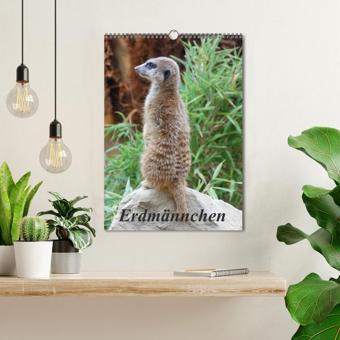 Erdmännchen (CALVENDO Wandkalender 2026)