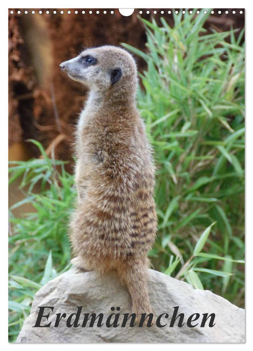 Erdmännchen (CALVENDO Wandkalender 2026)