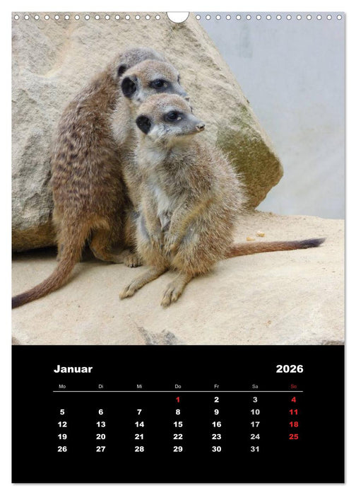 Erdmännchen (CALVENDO Wandkalender 2026)