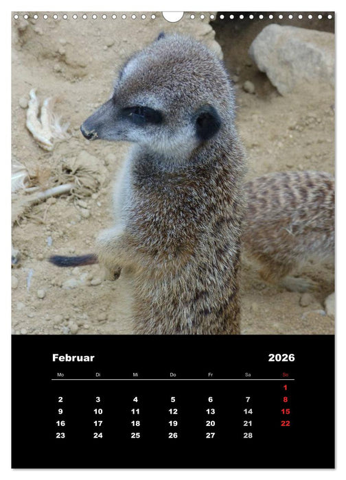 Erdmännchen (CALVENDO Wandkalender 2026)