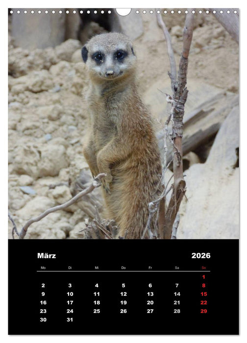 Erdmännchen (CALVENDO Wandkalender 2026)