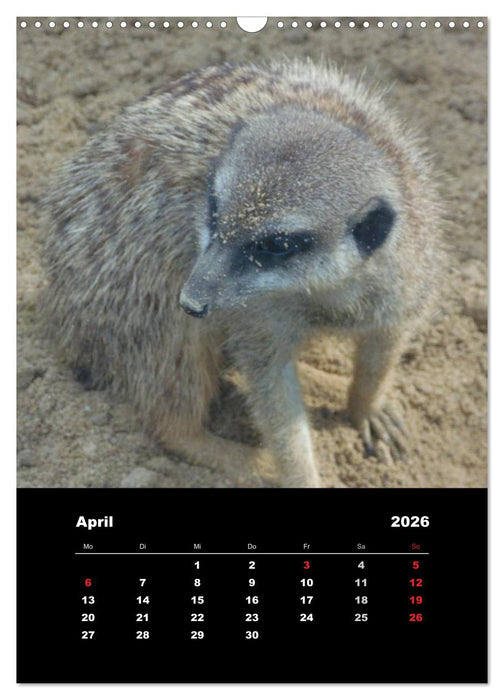 Erdmännchen (CALVENDO Wandkalender 2026)