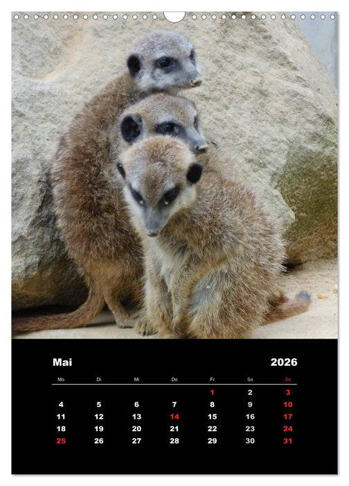 Erdmännchen (CALVENDO Wandkalender 2026)