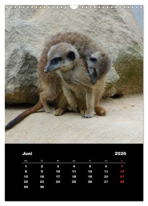 Erdmännchen (CALVENDO Wandkalender 2026)