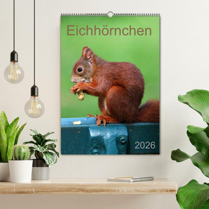 Eichhörnchen (CALVENDO Wandkalender 2026)