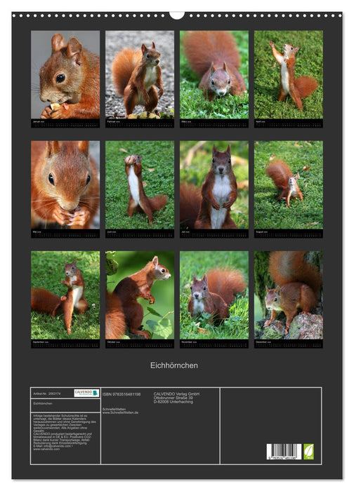 Eichhörnchen (CALVENDO Wandkalender 2026)
