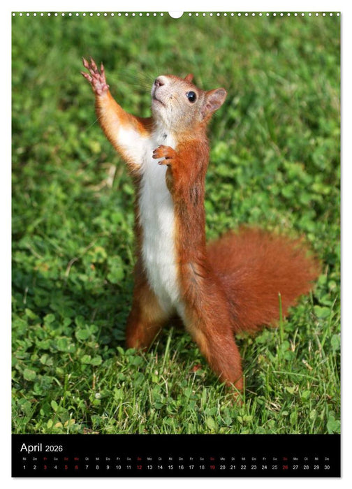 Eichhörnchen (CALVENDO Wandkalender 2026)