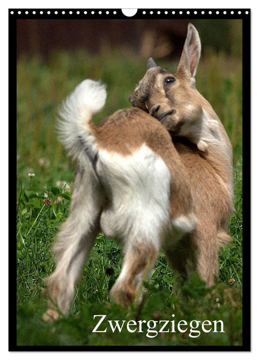 Zwergziegen (CALVENDO Wandkalender 2026)