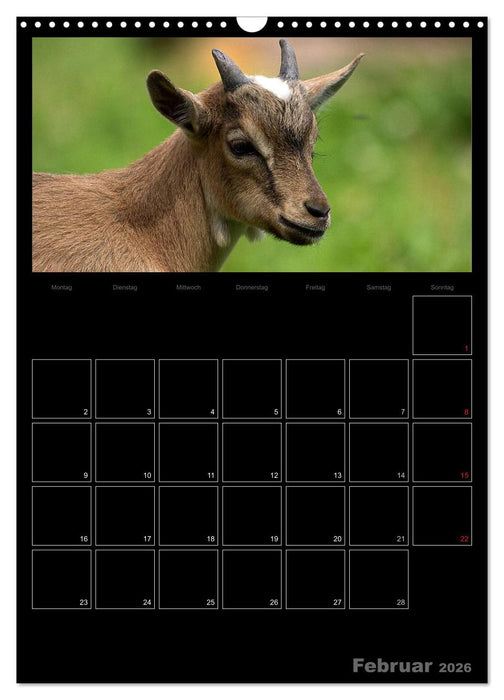 Zwergziegen (CALVENDO Wandkalender 2026)