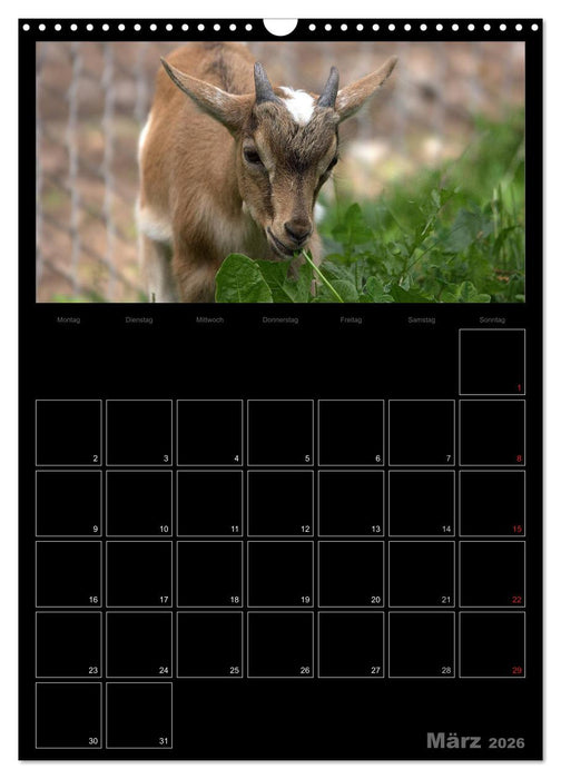 Zwergziegen (CALVENDO Wandkalender 2026)