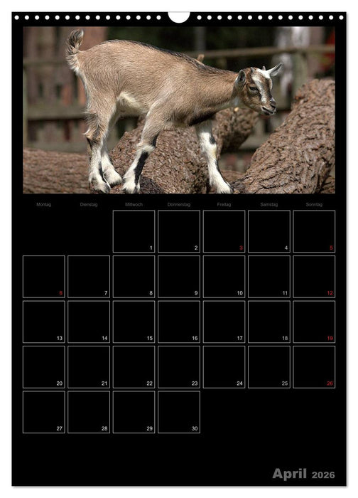 Zwergziegen (CALVENDO Wandkalender 2026)