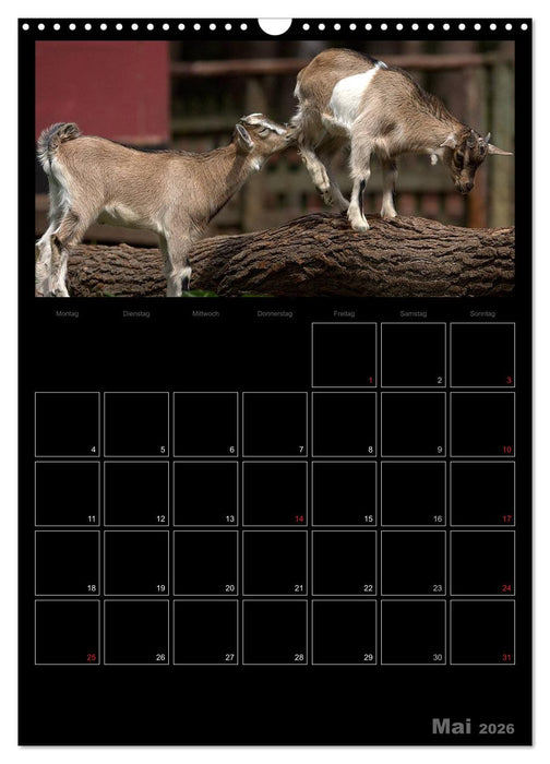 Zwergziegen (CALVENDO Wandkalender 2026)