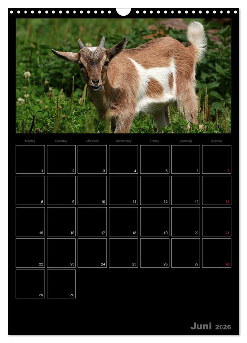 Zwergziegen (CALVENDO Wandkalender 2026)
