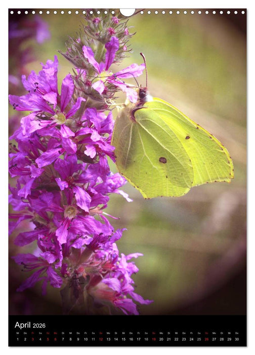 Schmetterlilnge und Blumen (CALVENDO Wandkalender 2026)