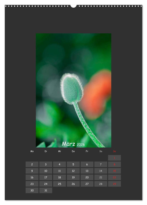 Mohn (CALVENDO Premium Wandkalender 2026)