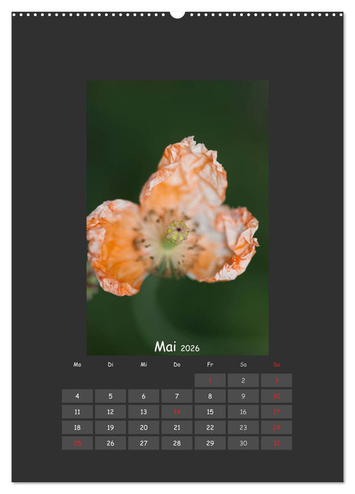 Mohn (CALVENDO Premium Wandkalender 2026)