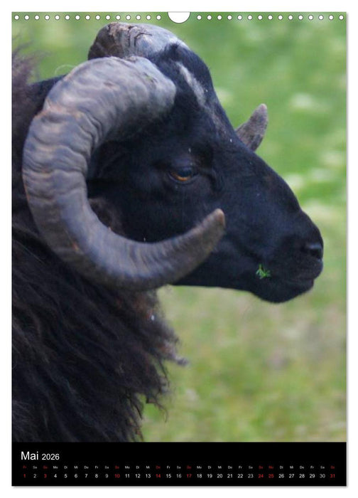 Helgoland in der Nordsee (CALVENDO Wandkalender 2026)