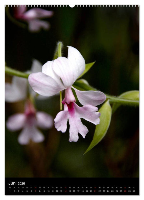 Faszination Orchideen (CALVENDO Premium Wandkalender 2026)