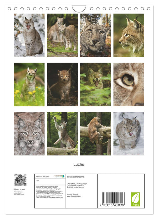 Luchs (CALVENDO Wandkalender 2026)