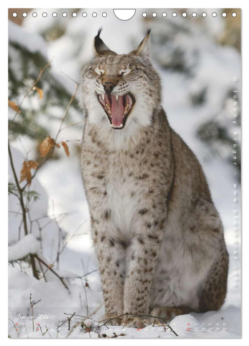 Luchs (CALVENDO Wandkalender 2026)