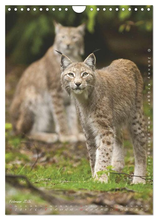 Luchs (CALVENDO Wandkalender 2026)