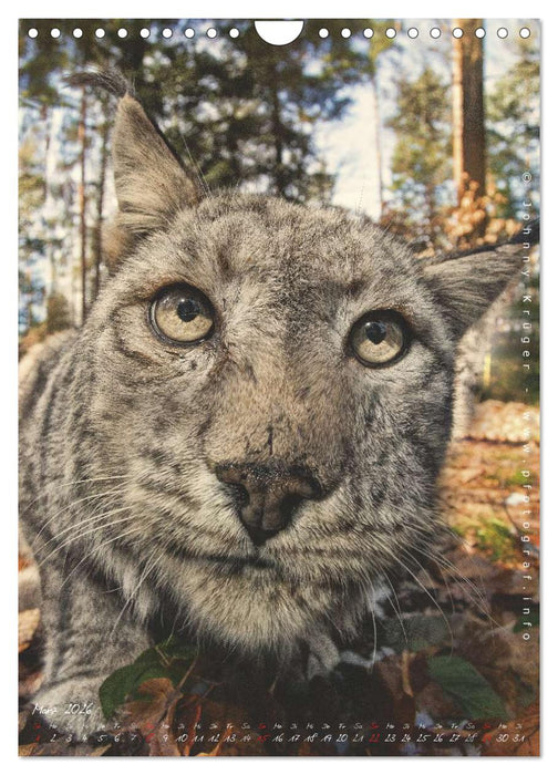 Luchs (CALVENDO Wandkalender 2026)