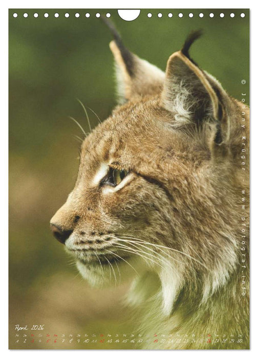 Luchs (CALVENDO Wandkalender 2026)