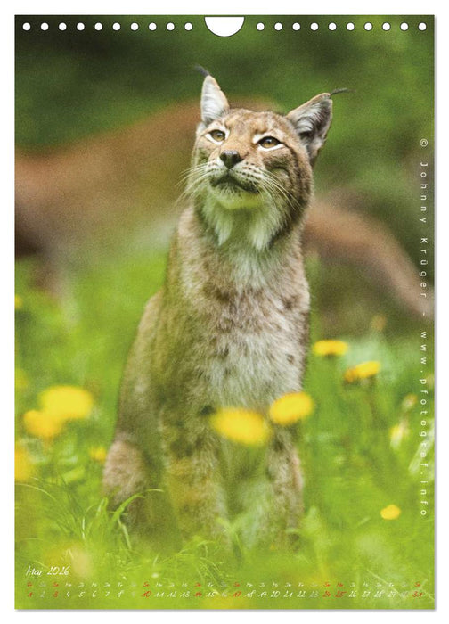 Luchs (CALVENDO Wandkalender 2026)