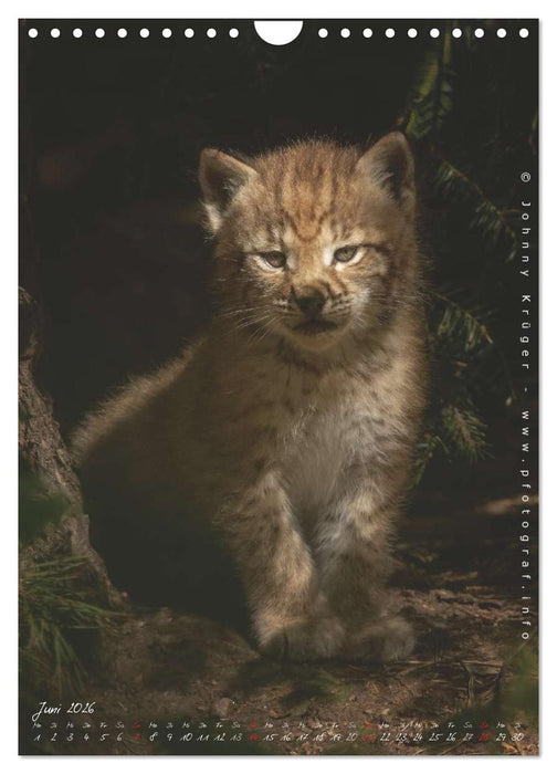 Luchs (CALVENDO Wandkalender 2026)