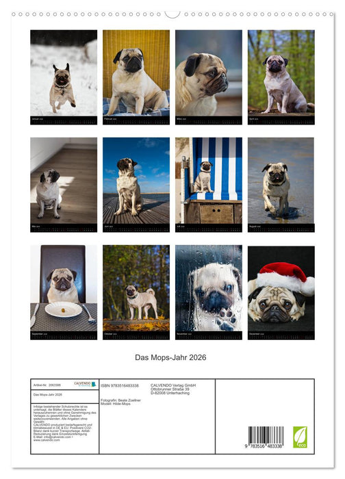 Das Mops-Jahr 2026 (CALVENDO Premium Wandkalender 2026)