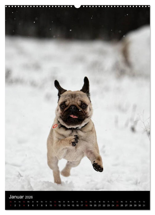 Das Mops-Jahr 2026 (CALVENDO Premium Wandkalender 2026)