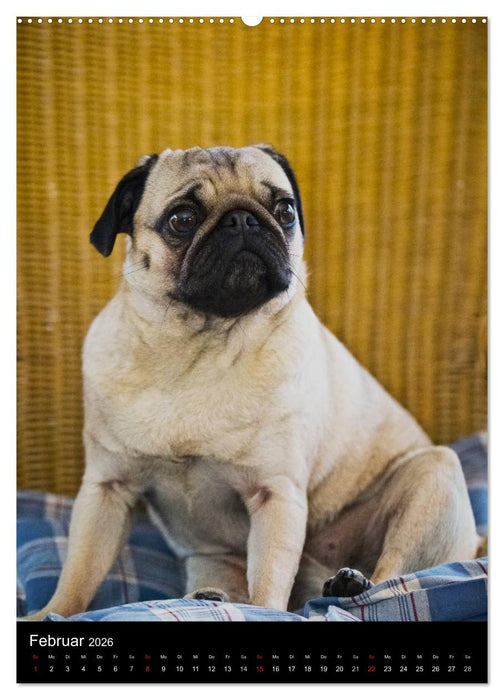 Das Mops-Jahr 2026 (CALVENDO Premium Wandkalender 2026)