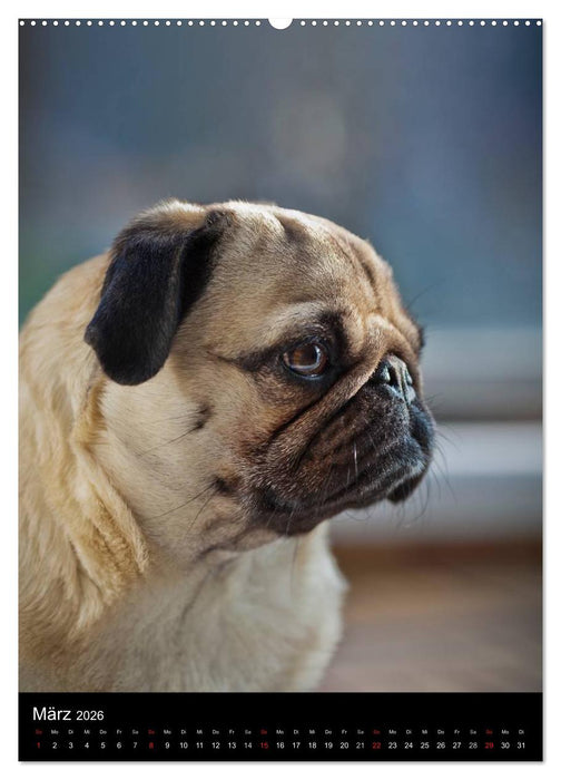 Das Mops-Jahr 2026 (CALVENDO Premium Wandkalender 2026)
