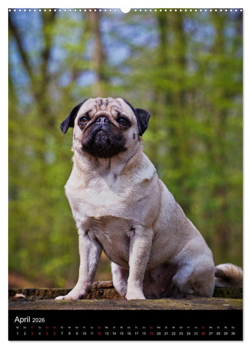 Das Mops-Jahr 2026 (CALVENDO Premium Wandkalender 2026)