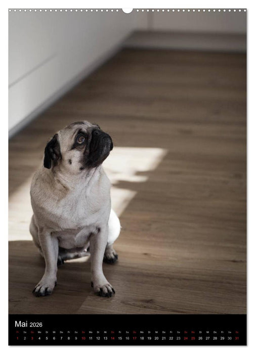 Das Mops-Jahr 2026 (CALVENDO Premium Wandkalender 2026)