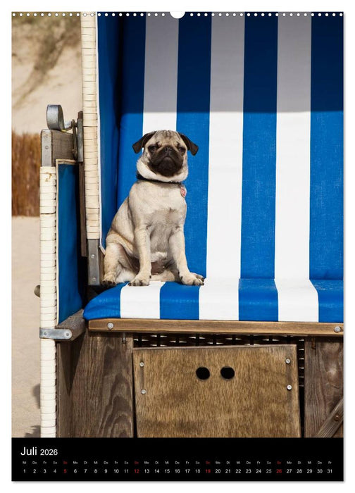 Das Mops-Jahr 2026 (CALVENDO Premium Wandkalender 2026)