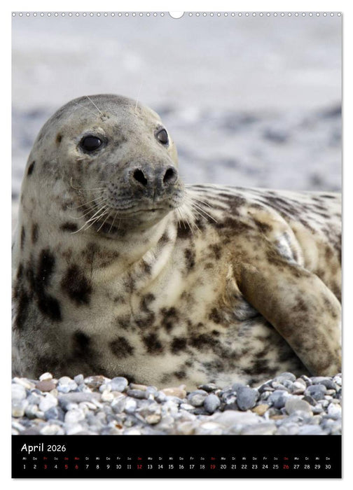 Robben (CALVENDO Premium Wandkalender 2026)