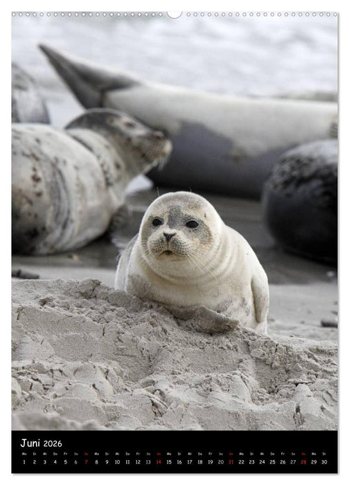 Robben (CALVENDO Premium Wandkalender 2026)
