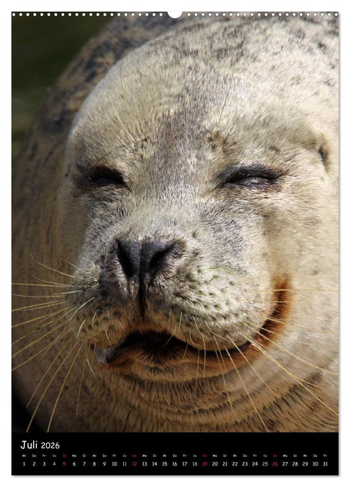 Robben (CALVENDO Premium Wandkalender 2026)