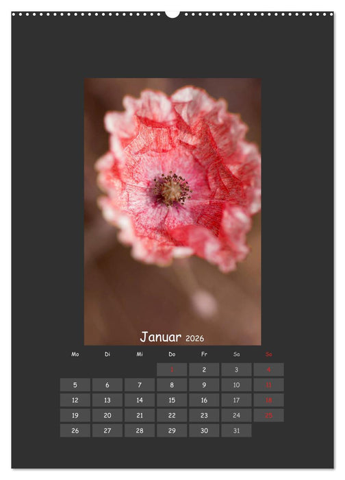 Mohn (CALVENDO Wandkalender 2026)