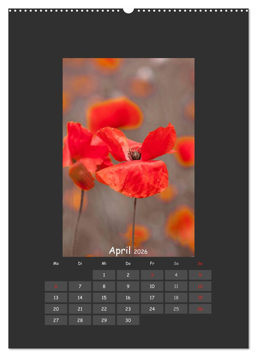 Mohn (CALVENDO Wandkalender 2026)