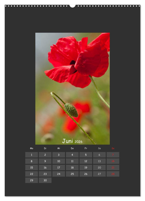 Mohn (CALVENDO Wandkalender 2026)