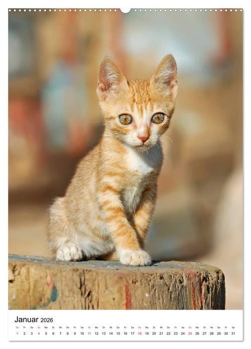COUNTRY CATS (CALVENDO Premium Wandkalender 2026)