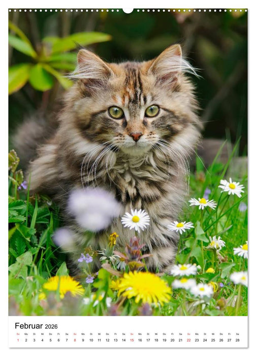 COUNTRY CATS (CALVENDO Premium Wandkalender 2026)