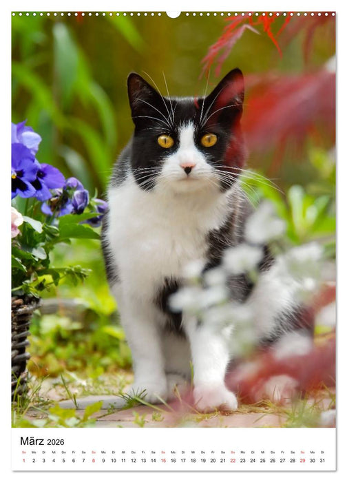 COUNTRY CATS (CALVENDO Premium Wandkalender 2026)