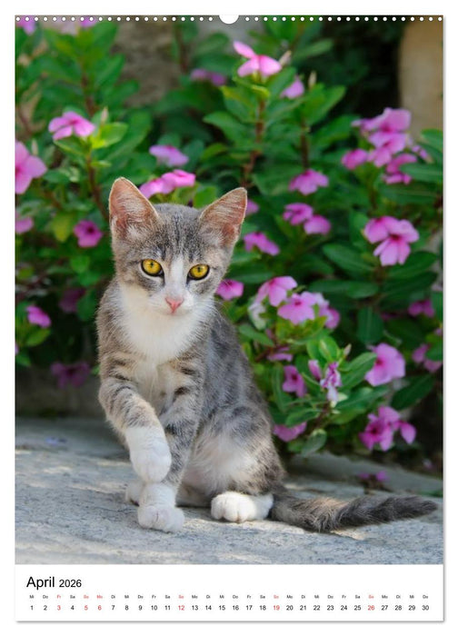 COUNTRY CATS (CALVENDO Premium Wandkalender 2026)