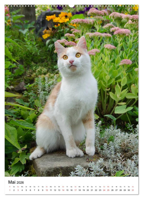 COUNTRY CATS (CALVENDO Premium Wandkalender 2026)