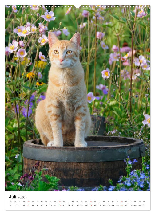 COUNTRY CATS (CALVENDO Premium Wandkalender 2026)