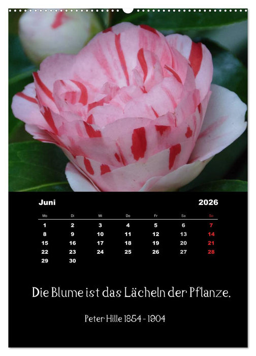 Sprüche und Zitate berühmter Personen über Blumen und Natur (CALVENDO Premium Wandkalender 2026)