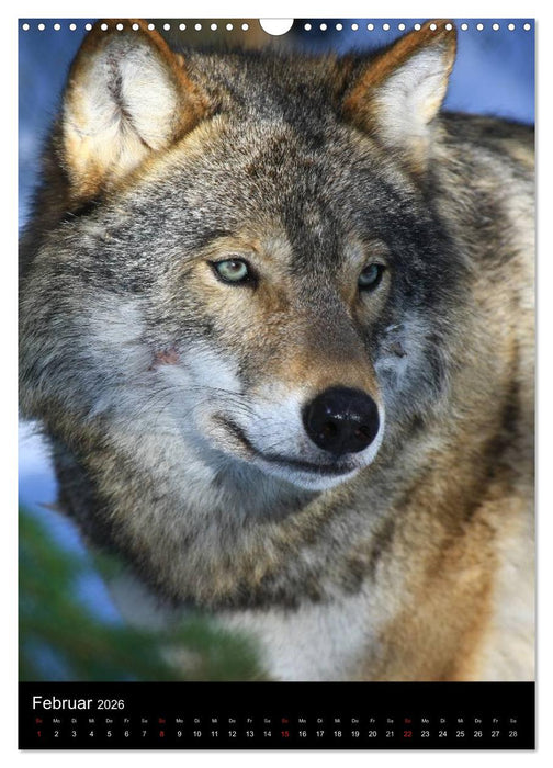 Wildlife 2026 (CALVENDO Wandkalender 2026)